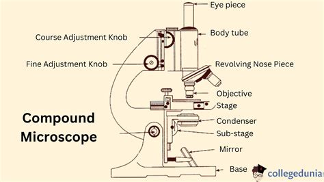 Compound Light Microscope Parts And Functions Pdf | Shelly Lighting