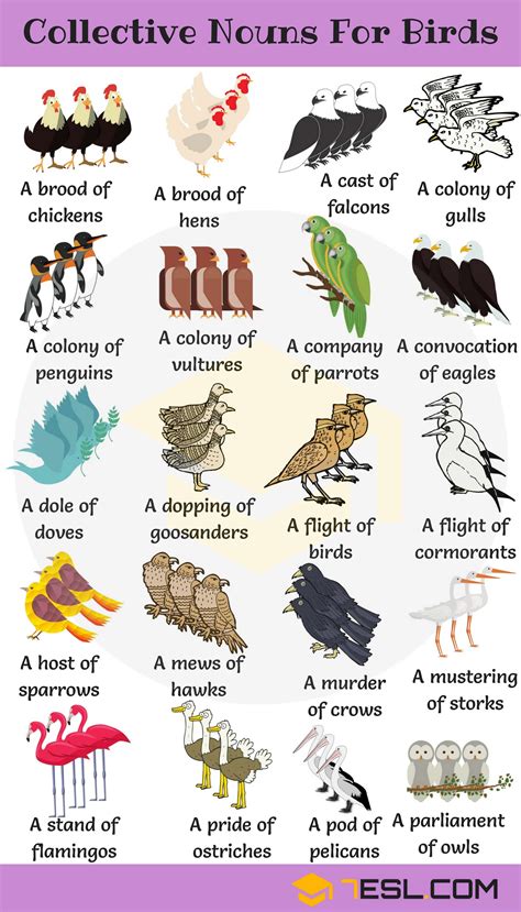 Animal Group Names: 250+ Collective Nouns for Animals