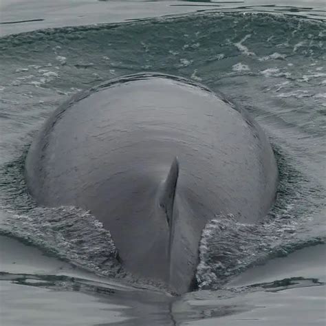 Common Minke Whale - Facts, Diet, Habitat & Pictures on Animalia.bio