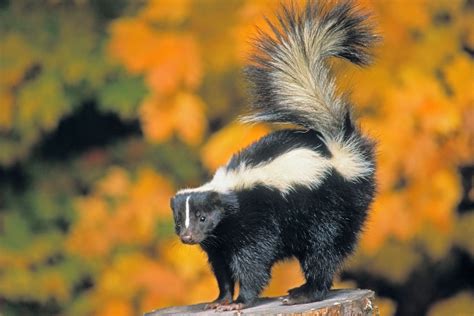 Skunk Facts For Kids | Skunk Habitat | DK Find Out | Skunk, Animals ...