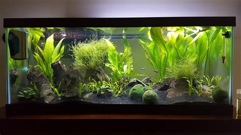 My 20 gallon long with seiryu stones : r/Aquariums