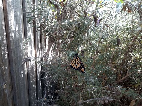 Swan Plant Milkweed - Local Seeds