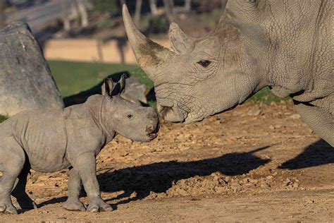 Baby Rhino Born at San Diego Zoo Safari Park Ahead of World Rhino Day