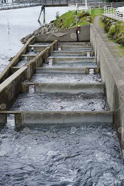 Juneau, Alaska, USA: Salmon Fish Ladder at the Macaulay Salmon Hatchery ...