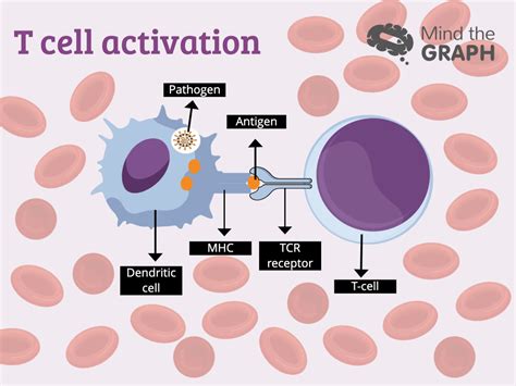 t cell activation – Mind the Graph Blog