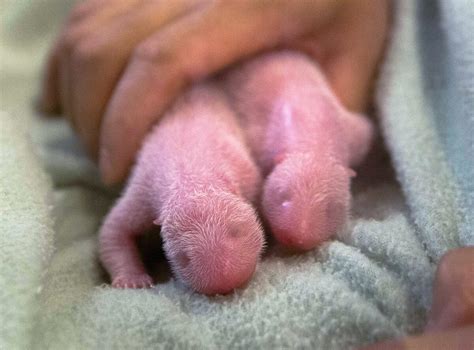 Giant Panda Twins Born: What Challenges Do They Face?