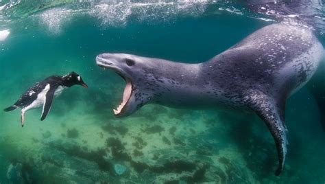 Divers meet giant leopard seals under Antarctic ice (VIDEO) | Oceans ...