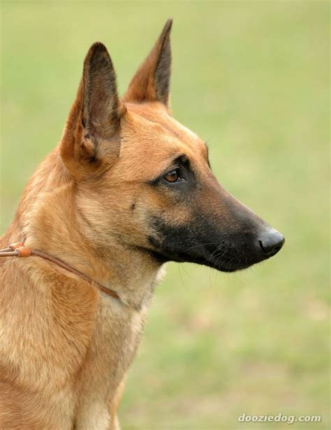 Belgian malinois dog, Belgian malinois, Malinois