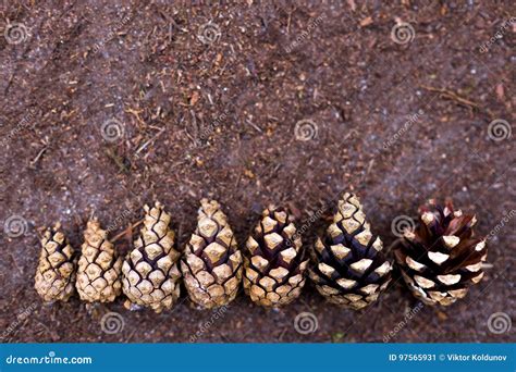 Pine Cones Lined Up in Ascending Order. Stock Image - Image of ...