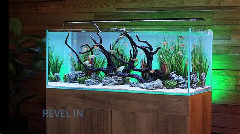 Serene 65 Freshwater Aquarium System with A.S. Designs Aquascape - YouTube