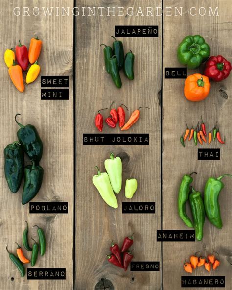 Types of Peppers - Pepper Varieties - Growing In The Garden