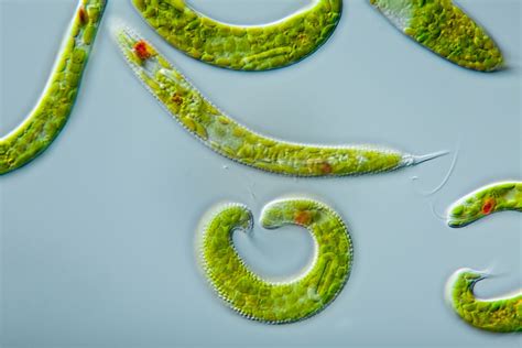 Euglena | Definition, Diagram, Movement, Classification, & Facts ...