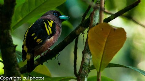 Zul Ya - Birds of Peninsular Malaysia: Banded Broadbill