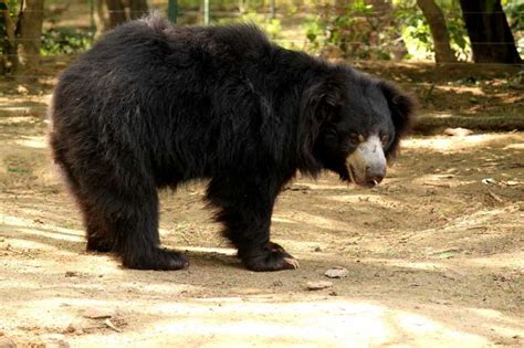 Remembering Bhalu, Our Beloved Sloth Bear.. - Wildlife SOS