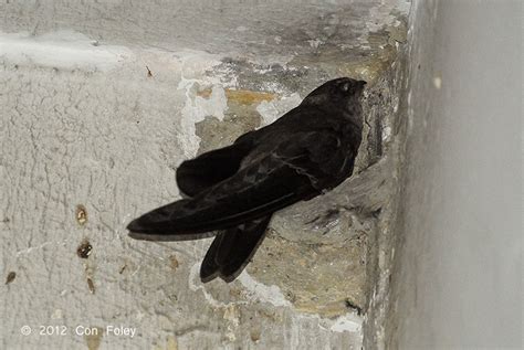 Edible-nest Swiftlet – Birds of Singapore