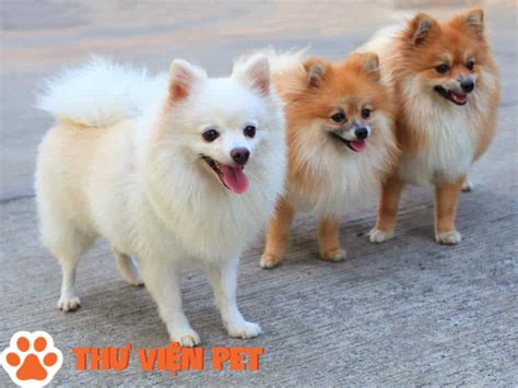 Chó phốc - Thư Viện Pet - Trang Chia Sẻ Thông Tin Và Cách Chăm Sóc Thú Cưng