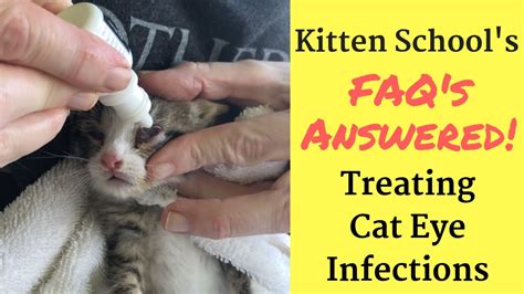 How I Treat a Kitten or Cat Eye Infection at Home – HousePetsCare.com