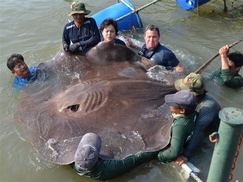 More than 70 Giant Freshwater Stingrays Mysteriously Found Dead ...