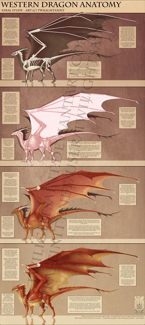 Reference - Western Dragon Anatomy — Weasyl