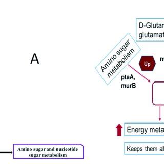 (A) Selected part of the peptidoglycan biosynthesis pathway and link ...