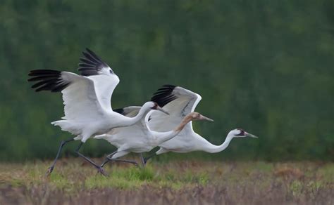 Whooping Crane: The Ultimate Guide - Operation Migration