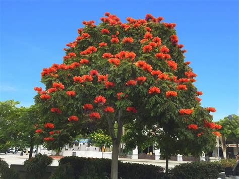 African Tulip Tree – Santa Barbara Beautiful