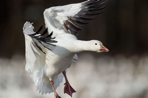 HD wallpaper: shallow focus photography of white duck, snow goose, bird ...