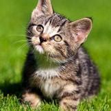 Absolutely Adorable Kitten Photos | Too Cute | Animal Planet