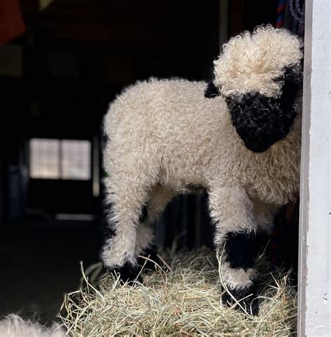 Valais Blacknose Sheep — Wing & A Prayer Farm