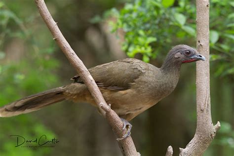 Plain Chachalaca | Texas' only representative of a distincti… | Flickr