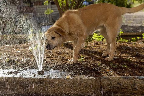 Puppy Dog Playing with Water Stock Image - Image of puppy, retriever ...