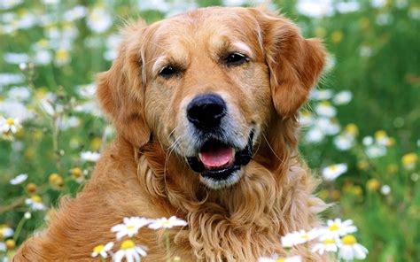 🔥 [90+] Free Golden Retriever Puppy Wallpapers | WallpaperSafari