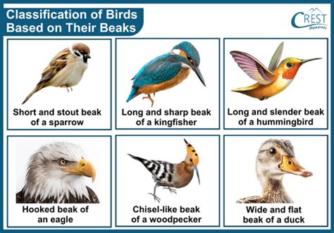 Types of Birds Class 3 Notes | Science Olympiad