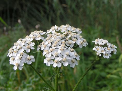 Bestand:Achillea millefolium bloem.jpg - Wikipedia