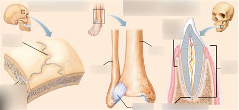 BIO 2201: fibrous joints: sutures, gomphosis, syndesmosis. Diagram ...