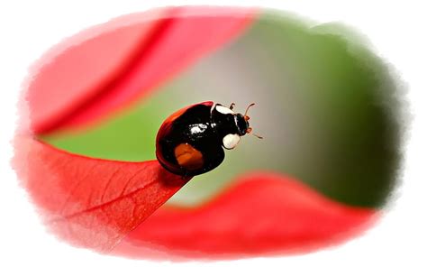 BLACK LADYBUG, red leaf, animals, ladibug, insects, HD wallpaper | Peakpx