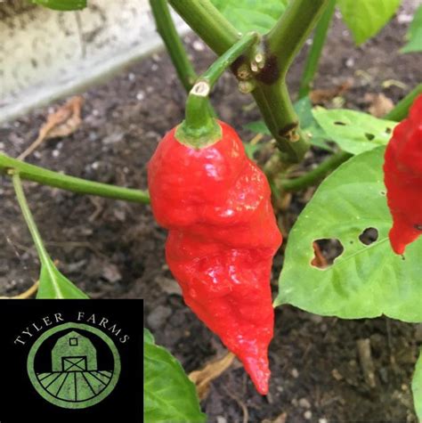 Naga Viper Scoville | ubicaciondepersonas.cdmx.gob.mx