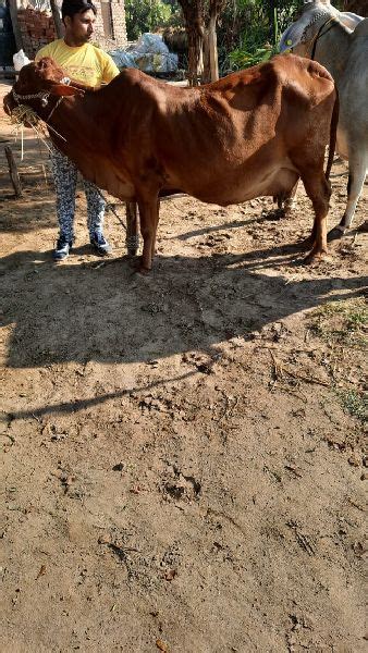 pure Sahiwal cow, for Dairy Use, Farming Use at Rs 40000 in Karnal - ID ...