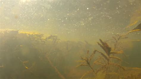 A Scary And Murky Underwater Shot In A Mossy Pond Stock Footage Video ...