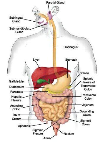 Lower Back Organ Anatomy Diagram / anatomy organs left side,human ...