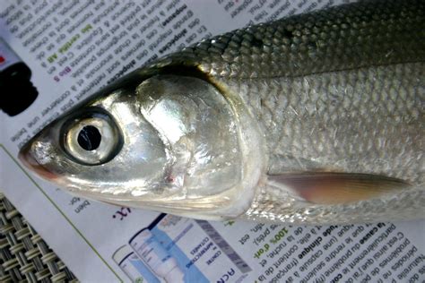 What is Bangus? Recipe