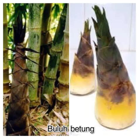 Anak Pokok buluh betung, bongwan dan lemak gajah | Lazada