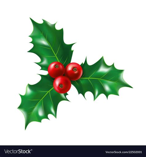 Isolated holly berry with leaves. Ilex berries on sprig with leaf ...