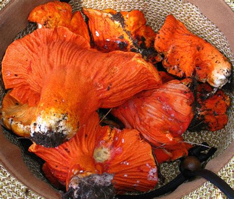 Lobster Mushroom (hypomyces lactiflourum) - Mushroom-Collecting.com