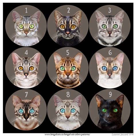 9+ Charcoal Bengal Cat Colors - Furry Kittens