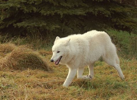 Arctic wolf - Wikipedia