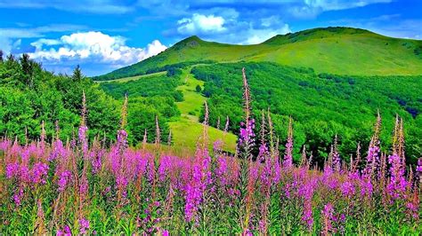 Purple Flowers Field In Greenery Mountains Background Under Blue Cloudy ...