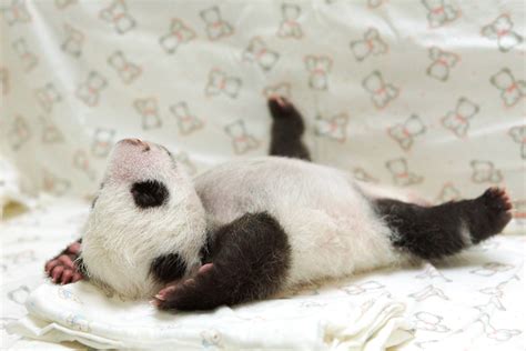 Too sweet: Baby panda reunited with affectionate mother - TODAY.com