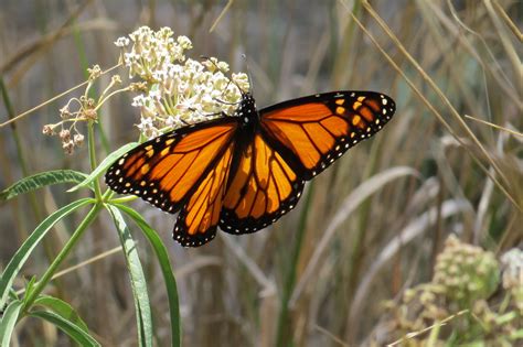 Creating a Monarch Butterfly Habitat - GlobalGiving