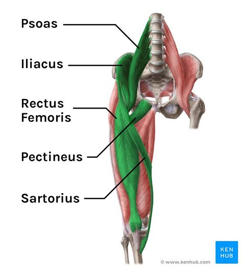 Hip Flexor Muscles